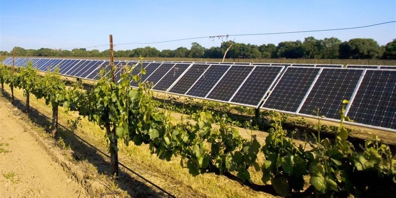 Solar array at a winery